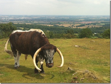 cow
