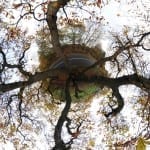 Tree Tree